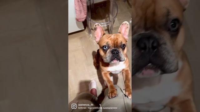 ФРАНЦУЗСКИЙ БУЛЬДОГ #французскийбульдог #собака #юмор смотреть онлайн