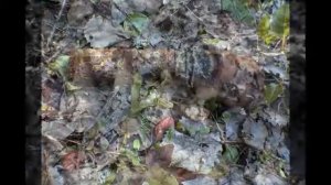 чёрные копатели, раскопки вов!