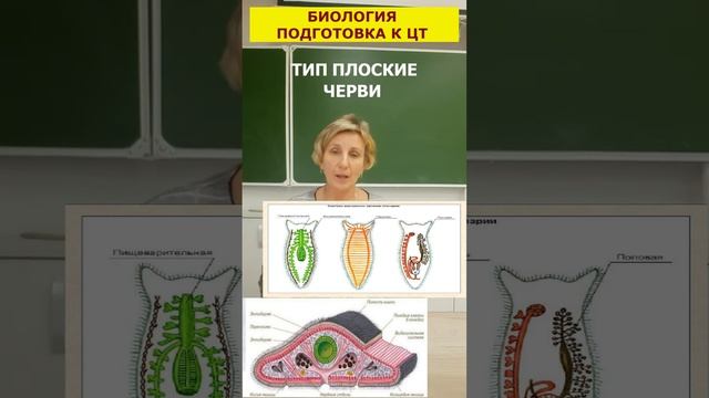 Биология * Тип плоские черви ? #подготовкакцт #репетитор #биология #цтбиология #химбио #егэбиология смотреть онлайн