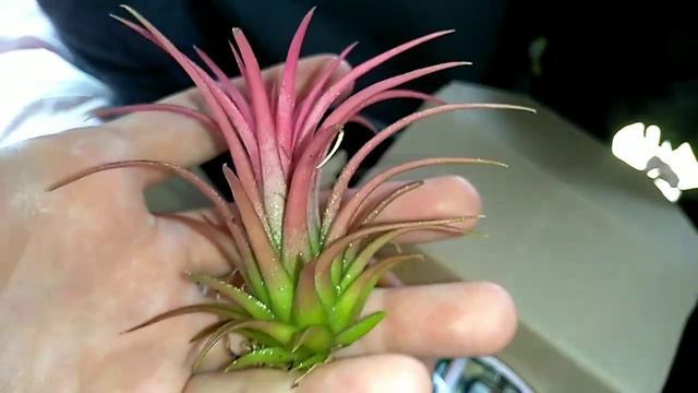 Посылка от подруги. Тилландсии почтой. смотреть онлайн