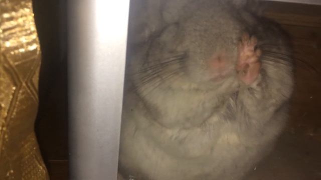 Шиншилла. Тихий час, сладкий сон. смотреть онлайн