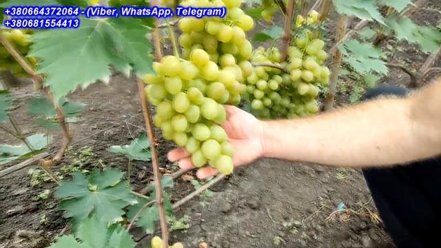 Сенатор (Бурдака) 2022 смотреть онлайн