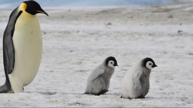 Окружающий мир. Рабочая тетрадь 1 класс 2 часть. ГДЗ стр. 10 №3 смотреть онлайн