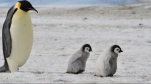 Окружающий мир. Рабочая тетрадь 1 класс 2 часть. ГДЗ стр. 10 №3