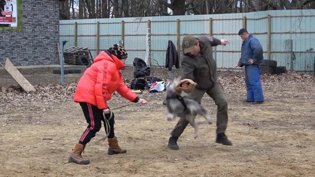 ГЛАВНОЕ НЕ РАЗМЕР. Отважный Миттельшнауцер. Дрессировка собак. смотреть онлайн