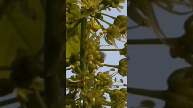 Когда цветёт клён белый (явор) #пчеловодство #пасека #shorts смотреть онлайн