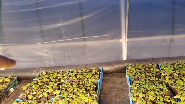 Поставил подсветку, чуть не спалил? большую теплицу. смотреть онлайн