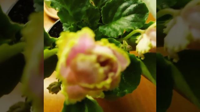 Фиалка, КГ -страна счастья смотреть онлайн