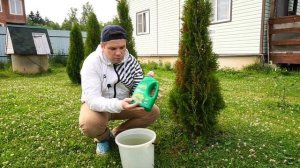 Туя сохнет что делать, ожог после зимы. Болезни туи, лечение.