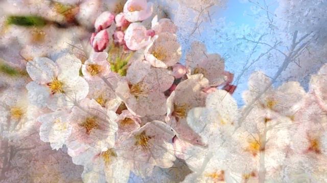 Песня о далекой Родине смотреть онлайн