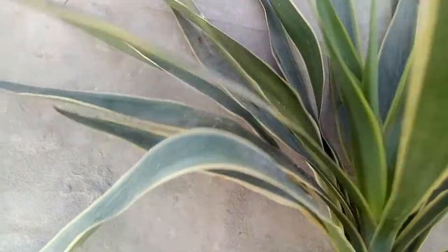 yucca plant growing and care with propogation great tips in urdu смотреть онлайн