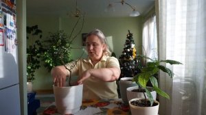 Клеродендрум Томпсона. Правильная обрезка клеродендрума.