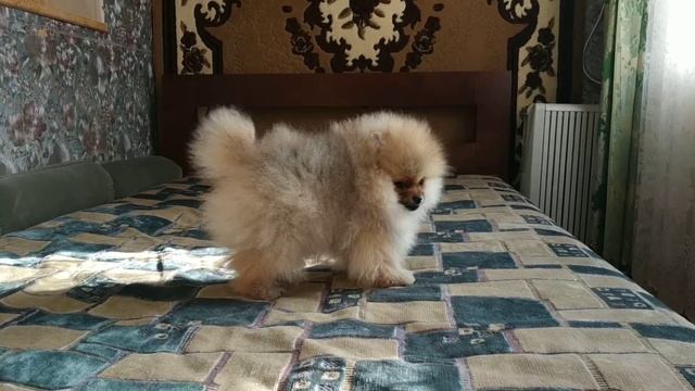 Карликовый померанец смотреть онлайн