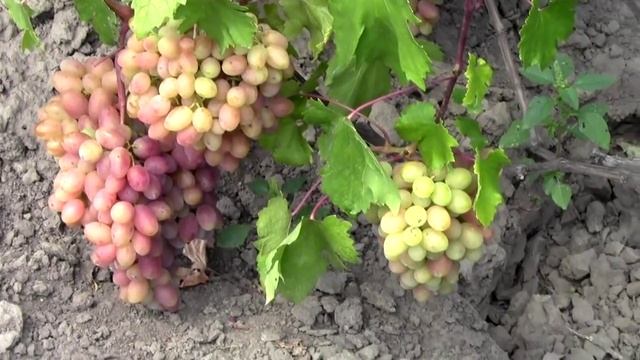 @Новый сорт столового винограда ЮЛИАН. Красный виноград смотреть онлайн
