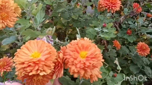 Немного осени! Собираю урожай Годжи.. ошибки при посадке. Розы в ноябре! смотреть онлайн