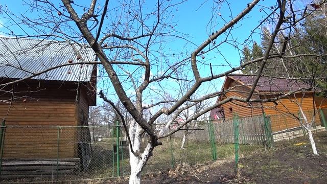 ОБРЕЗКА ДЕРЕВЬЕВ. ИЗБАВЛЯЕМСЯ ОТ ВОЛЧКОВ смотреть онлайн