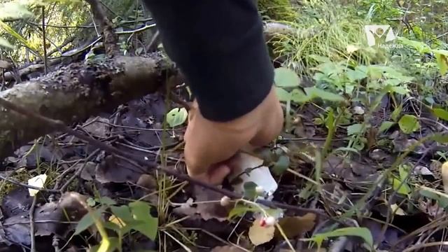 Грибы | В контакте с природой смотреть онлайн