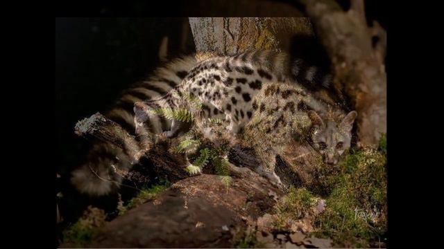 Удивительные соседи. Обыкновенная генета смотреть онлайн