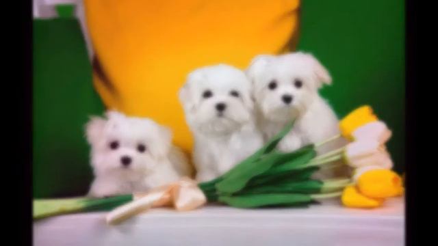 Щенки мальтезе п-ка "Galaxy Crystal" смотреть онлайн