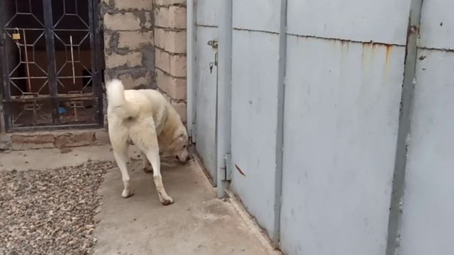Питбуль против Волкодава / Питбуль нападает и провоцирует / Pitbull vs / Зарра Vs Хода смотреть онлайн