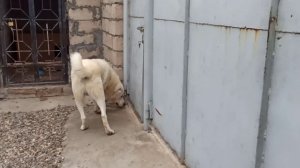 Питбуль против Волкодава / Питбуль нападает и провоцирует / Pitbull vs / Зарра Vs Хода