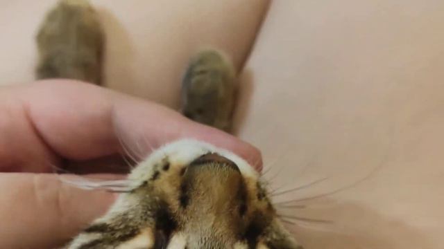 Изабель Игристая Даймонд блек смотреть онлайн