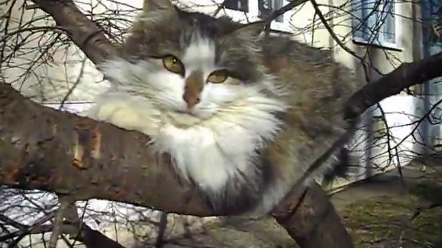 Кошка на дереве