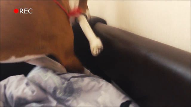 The dog hides a bone | Basenji hides a bone | Басенджи прячет кость смотреть онлайн