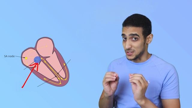 Electrical Conduction System of the Heart | SA Node, AV Node, Bundle of His شرح بالعربي смотреть онлайн