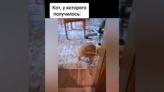 котэ))) смотреть онлайн