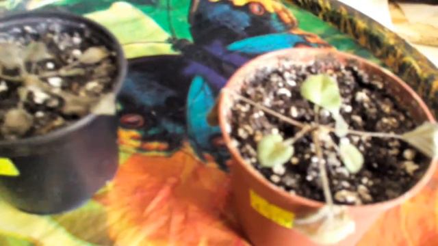 Моим подписчикам и гостям канала смотреть онлайн