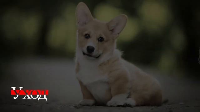 Вельш-корги пемброк | Характер, уход и воспитание смотреть онлайн