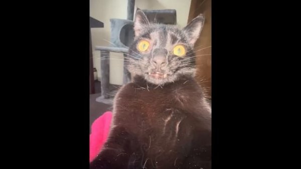 FUNNY CATS MEMES COMPILATION V37