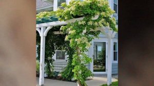 ГОРТЕНЗИЯ Черешковая-ЛУЧШАЯ ЛИАНА для наших садов .Выращивание и уход.