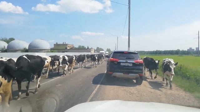 Лобня. Луговая. Коровы смотреть онлайн