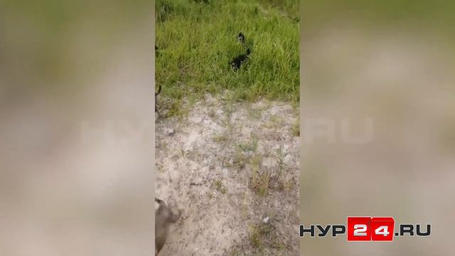 В Новом Уренгое ищут хозяев щенкам, которых выкинули на улицу умирать смотреть онлайн