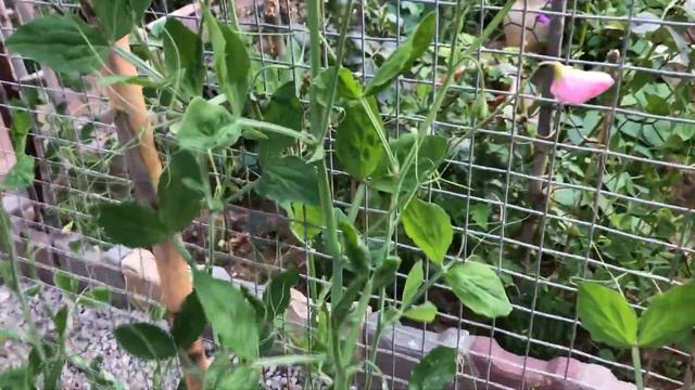 In My Garden-Sweet Peas- смотреть онлайн