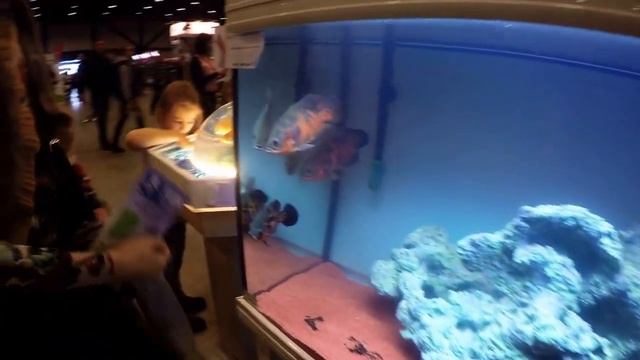 Выставка "Зоошоу 2016" в Экспофоруме смотреть онлайн