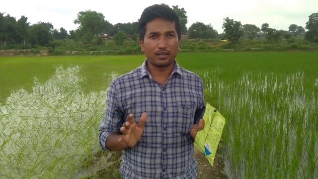 Best Herbicide For Paddy | धान में घास मारने की दवा | Chemical Control Of Weeds In Rice Field | смотреть онлайн