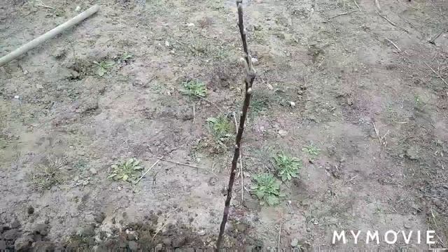 Посадила деревья, смородину смотреть онлайн