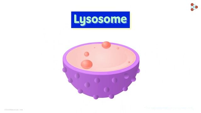 Cells - Lesson 11 | Lysosomes - in Hindi (हिंदी में ) | Infinity Learn смотреть онлайн