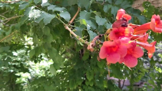 Leica Leitz Phone 1 4K 60fps Video Sample
