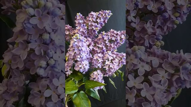 Сирень. Холодный фарфор https://instagram.com/galinakhabibova?igshid=3nzfic824zps смотреть онлайн