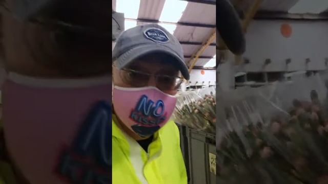 Spray carnation - Кустовая гвоздика на Эквадорской плантации | Интерфлоралогистик ?? смотреть онлайн