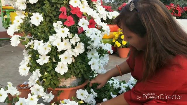 How to make a Petunia Tower  Terrace Garden  2019  Jamshedpur