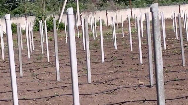 Питомник "Сладкая Ягода" Видео 1 смотреть онлайн