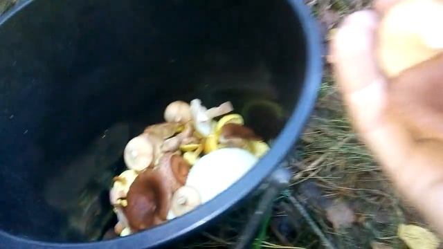 Горькушка(Lactarius rufus). Съедобный гриб рода млечников. Для засолки. смотреть онлайн