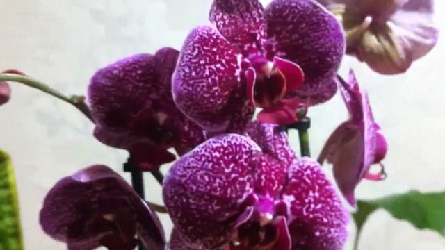 Фаленопсис Ягуар  /  Phalaenopsis Jaguar (Phal. Jaguar)