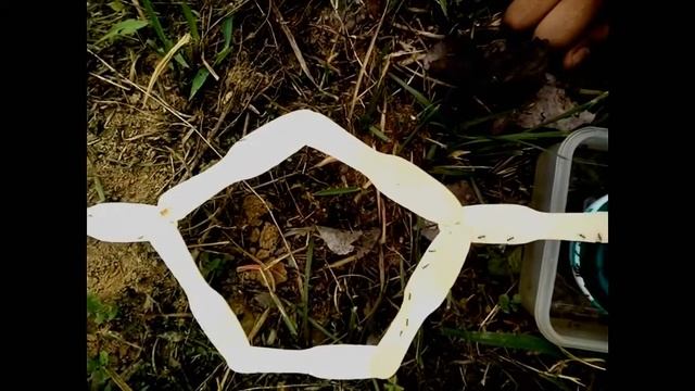 Ants Foraging Behaviour Double Bridge experiment ants colony optimization смотреть онлайн