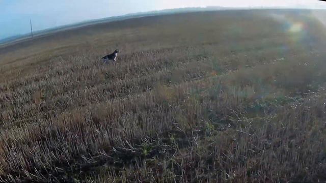 Охота на куропатку.Стойка спаниеля 7 месяцев. смотреть онлайн